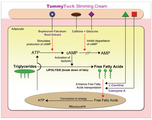 Product - TummyTuck